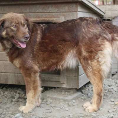 Tierschutzhunde suchen ein Zuhause-Beitrag-Bild