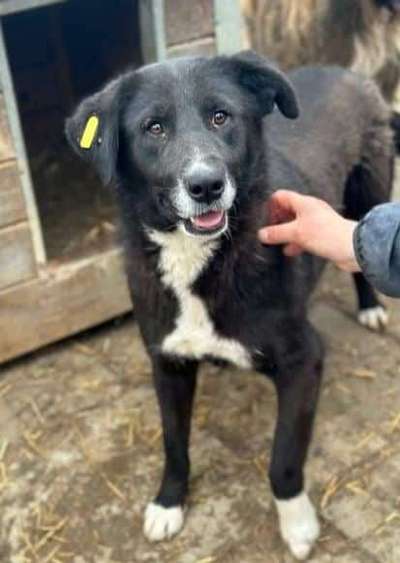 Tierschutzhunde suchen ein Zuhause-Beitrag-Bild