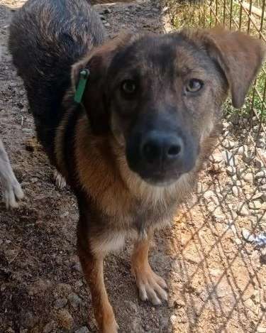 Tierschutzhunde suchen ein Zuhause-Beitrag-Bild