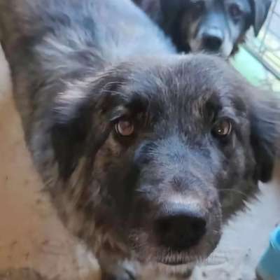 Tierschutzhunde suchen ein Zuhause-Beitrag-Bild