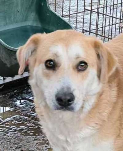 Tierschutzhunde suchen ein Zuhause-Beitrag-Bild