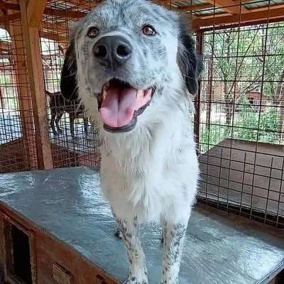 Tierschutzhunde suchen ein Zuhause-Beitrag-Bild