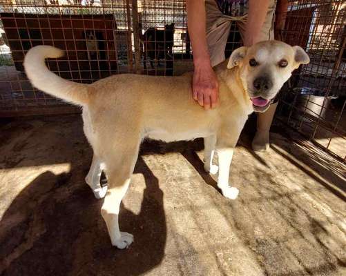 Tierschutzhunde suchen ein Zuhause-Beitrag-Bild