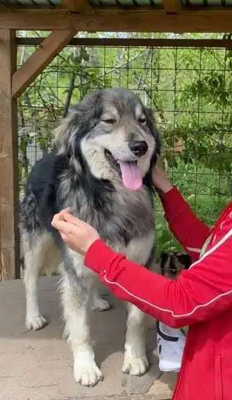 Tierschutzhunde suchen ein Zuhause-Beitrag-Bild