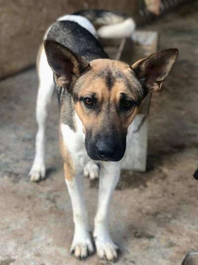 Tierschutzhunde suchen ein Zuhause-Beitrag-Bild