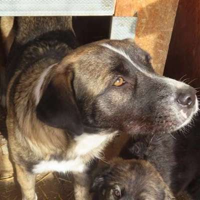 Tierschutzhunde suchen ein Zuhause-Beitrag-Bild