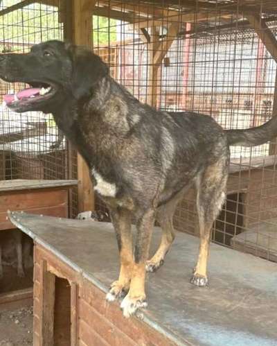 Tierschutzhunde suchen ein Zuhause-Beitrag-Bild