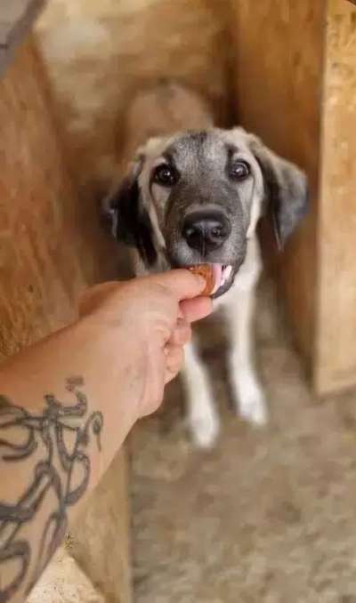 Tierschutzhunde suchen ein Zuhause-Beitrag-Bild