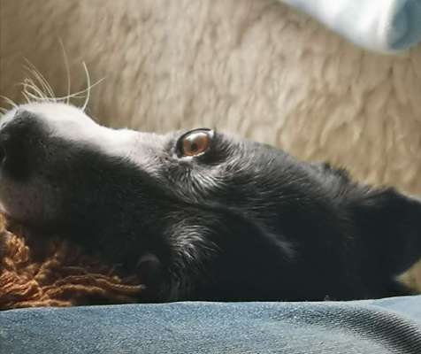 Zeigt mir die tollste Nahaufnahme von eurer Fellnase-Beitrag-Bild