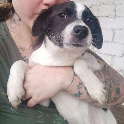 Tierschutzhunde suchen ein Zuhause-Beitrag-Bild