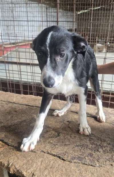 Tierschutzhunde suchen ein Zuhause-Beitrag-Bild