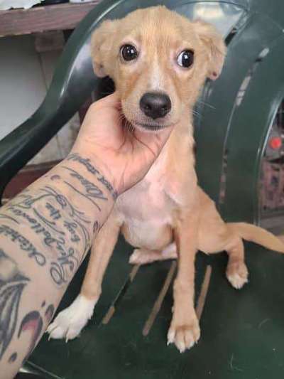 Tierschutzhunde suchen ein Zuhause-Beitrag-Bild