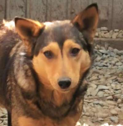 Tierschutzhunde suchen ein Zuhause-Beitrag-Bild