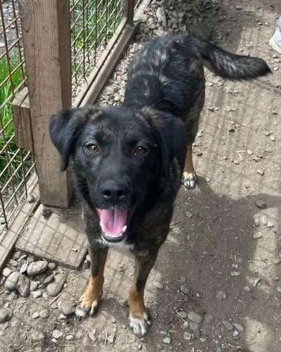 Tierschutzhunde suchen ein Zuhause-Beitrag-Bild