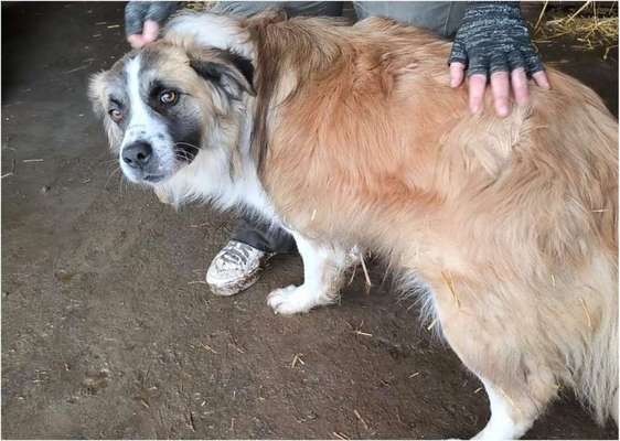 Tierschutzhunde suchen ein Zuhause-Beitrag-Bild