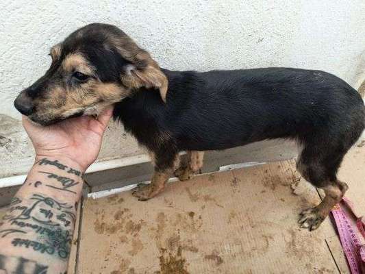 Tierschutzhunde suchen ein Zuhause-Beitrag-Bild