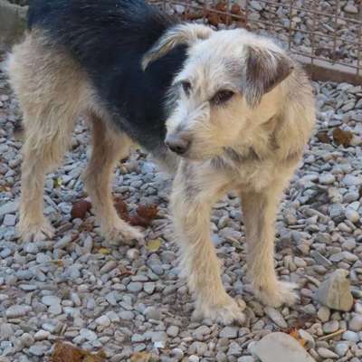 Tierschutzhunde suchen ein Zuhause-Beitrag-Bild