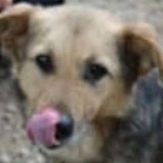 Tierschutzhunde suchen ein Zuhause-Beitrag-Bild