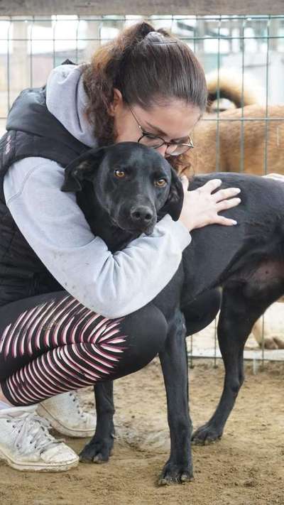 Tierschutzhunde suchen ein Zuhause-Beitrag-Bild