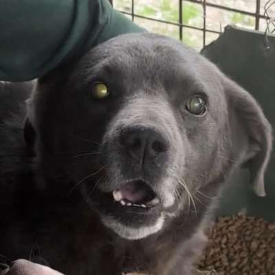 Tierschutzhunde suchen ein Zuhause-Beitrag-Bild