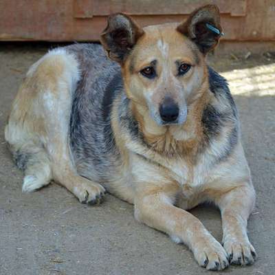 Tierschutzhunde suchen ein Zuhause-Beitrag-Bild