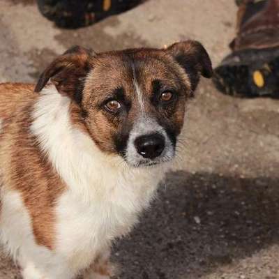 Tierschutzhunde suchen ein Zuhause-Beitrag-Bild