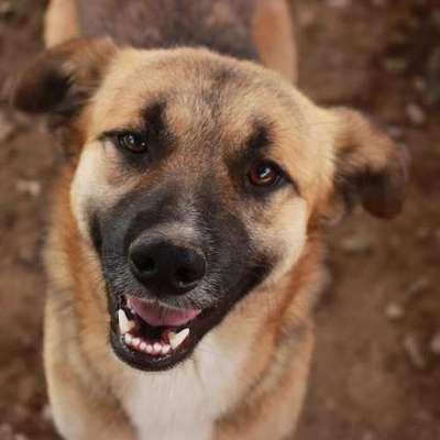 Tierschutzhunde suchen ein Zuhause-Beitrag-Bild