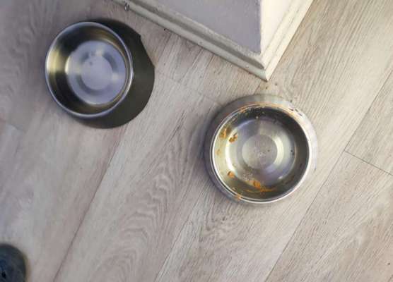 Zeigt her Eure Futternäpfe-Beitrag-Bild