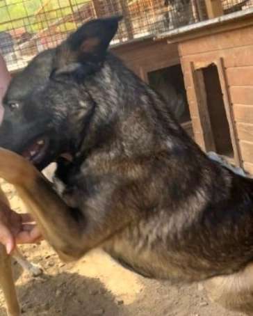 Tierschutzhunde suchen ein Zuhause-Beitrag-Bild