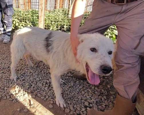 Tierschutzhunde suchen ein Zuhause-Beitrag-Bild