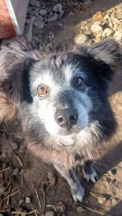Tierschutzhunde suchen ein Zuhause-Beitrag-Bild