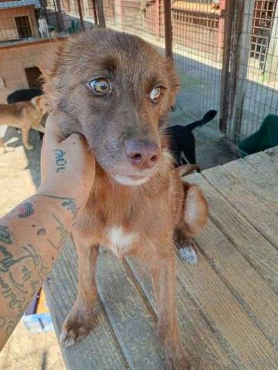 Tierschutzhunde suchen ein Zuhause-Beitrag-Bild