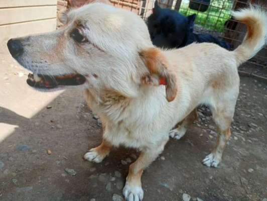Tierschutzhunde suchen ein Zuhause-Beitrag-Bild