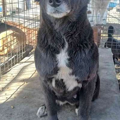 Tierschutzhunde suchen ein Zuhause-Beitrag-Bild
