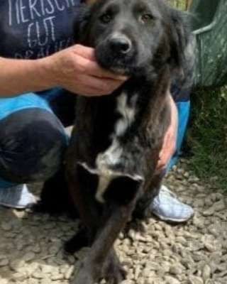 Tierschutzhunde suchen ein Zuhause-Beitrag-Bild