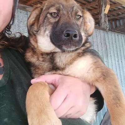 Tierschutzhunde suchen ein Zuhause-Beitrag-Bild