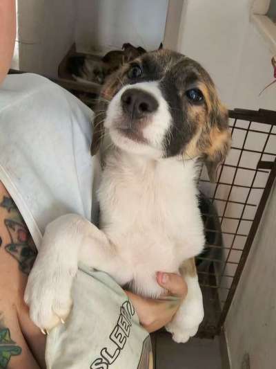 Tierschutzhunde suchen ein Zuhause-Beitrag-Bild