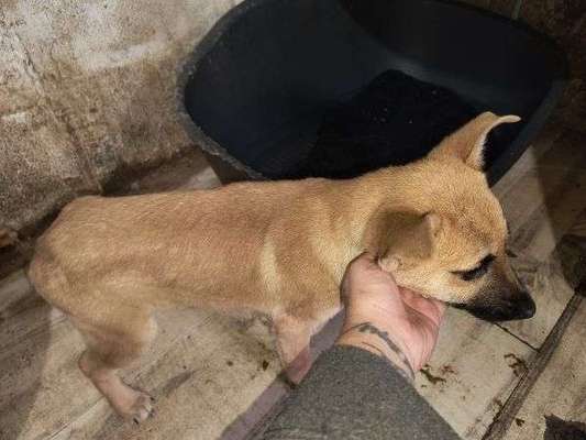 Tierschutzhunde suchen ein Zuhause-Beitrag-Bild