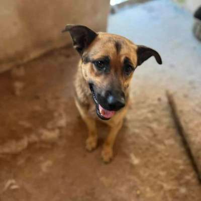 Tierschutzhunde suchen ein Zuhause-Beitrag-Bild