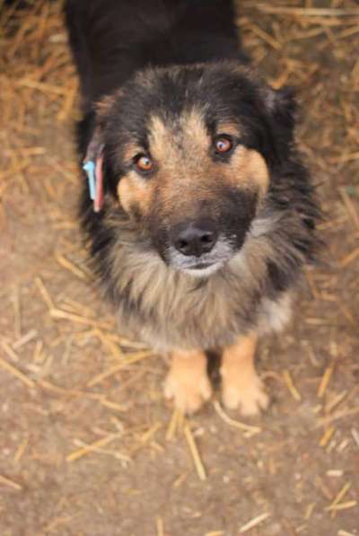 Tierschutzhunde suchen ein Zuhause-Beitrag-Bild