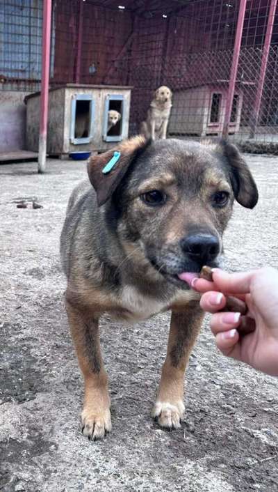 Tierschutzhunde suchen ein Zuhause-Beitrag-Bild