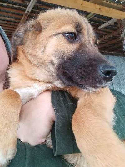 Tierschutzhunde suchen ein Zuhause-Beitrag-Bild