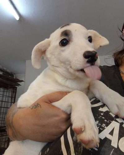 Tierschutzhunde suchen ein Zuhause-Beitrag-Bild