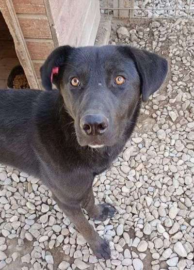 Tierschutzhunde suchen ein Zuhause-Beitrag-Bild