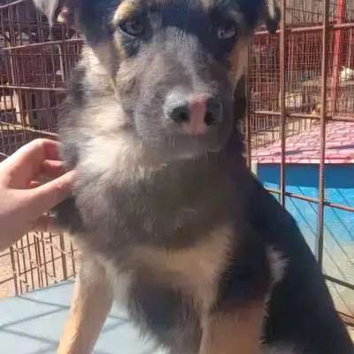 Tierschutzhunde suchen ein Zuhause-Beitrag-Bild