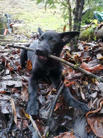 Hundetreffen-Welpentreffen Spaß und Lernen-Bild