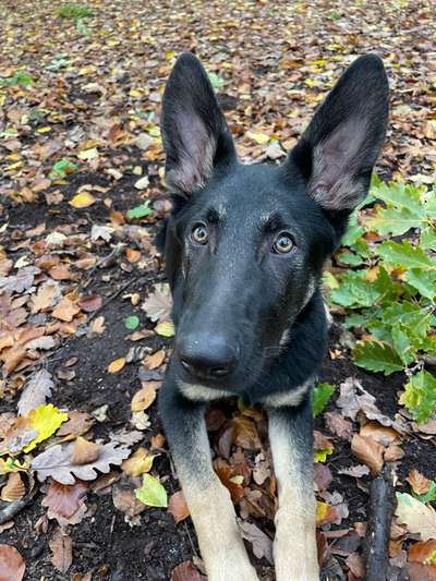 Hundetreffen-Vormittags-Treff-Bild