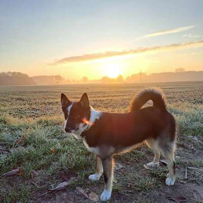 Hundetreffen-Hundetreffen in Burlo/Borken-Bild