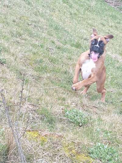 Lustigsten Grimassen von euren Hunden-Beitrag-Bild