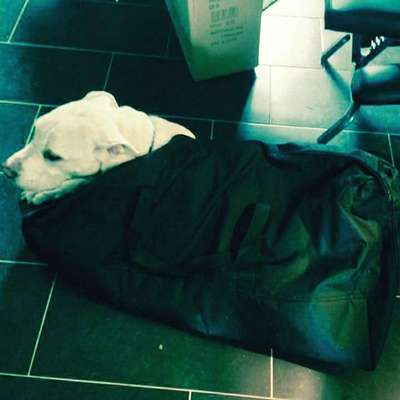 Zeige das lustigste Bild eures Hundis-Beitrag-Bild